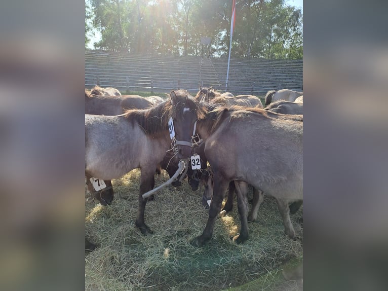Konik dulmeński Wałach 3 lat 127 cm Bułana in Lünen