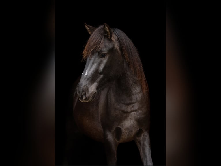 Konik dulmeński Wałach 3 lat 137 cm Grullo in Herten