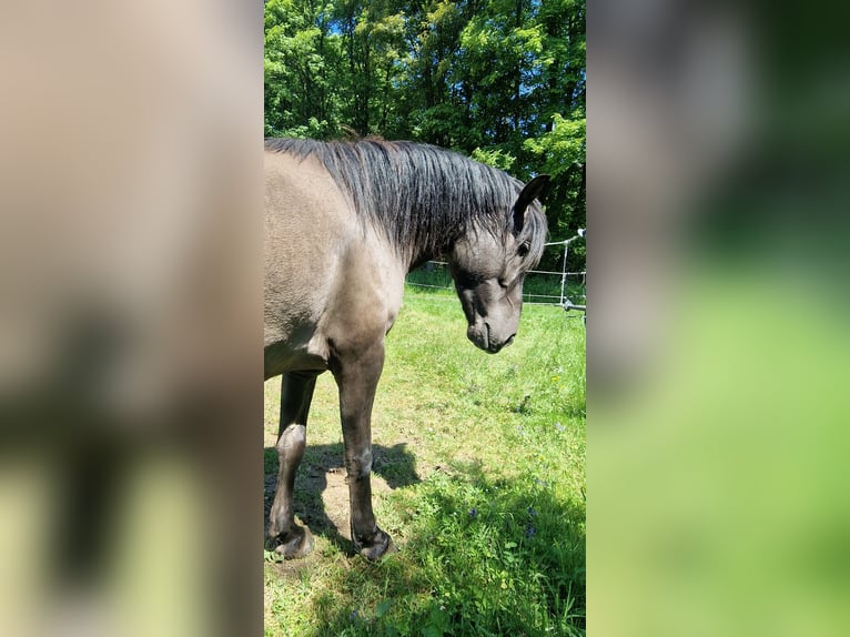 Konik dulmeński Wałach 4 lat 145 cm Bułana in Maxsain