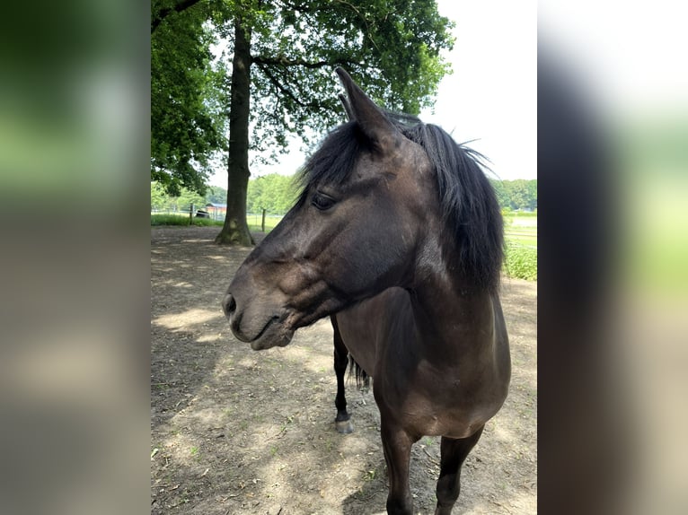 Konik dulmeński Wałach 6 lat 137 cm Skarogniada in Dorsten