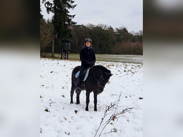 Konik dulmeński Wałach 6 lat 137 cm Skarogniada in Dorsten