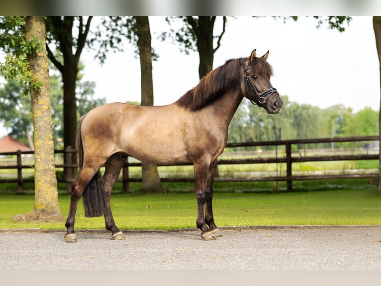 Konik dulmeński Wałach 6 lat 140 cm Bułana in Münster