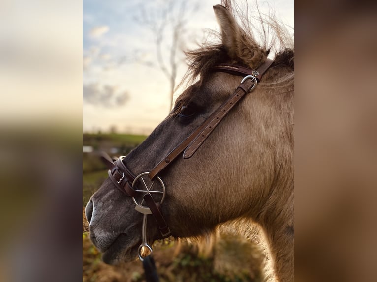 Konik Étalon 19 Ans in Lüdenscheid