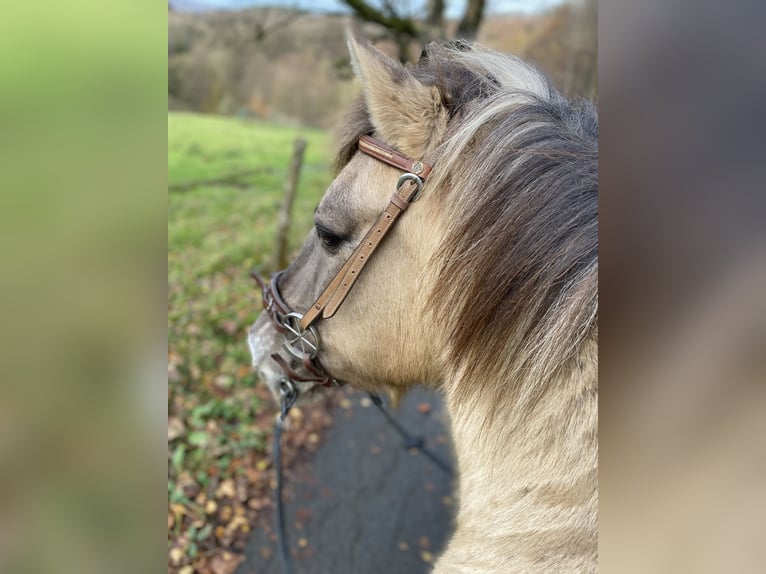 Konik Étalon 20 Ans in Lüdenscheid