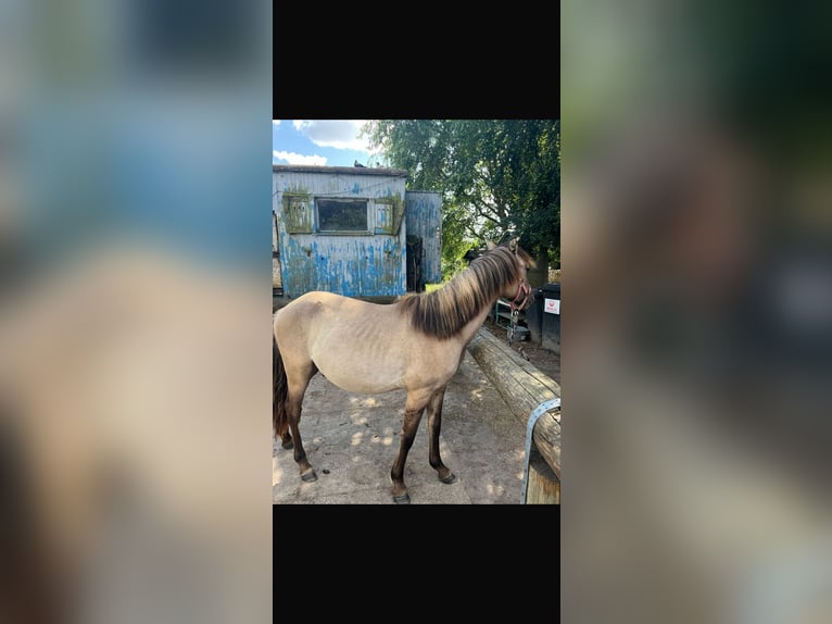 Konik Croisé Étalon 2 Ans 120 cm Isabelle in Neu Heinde