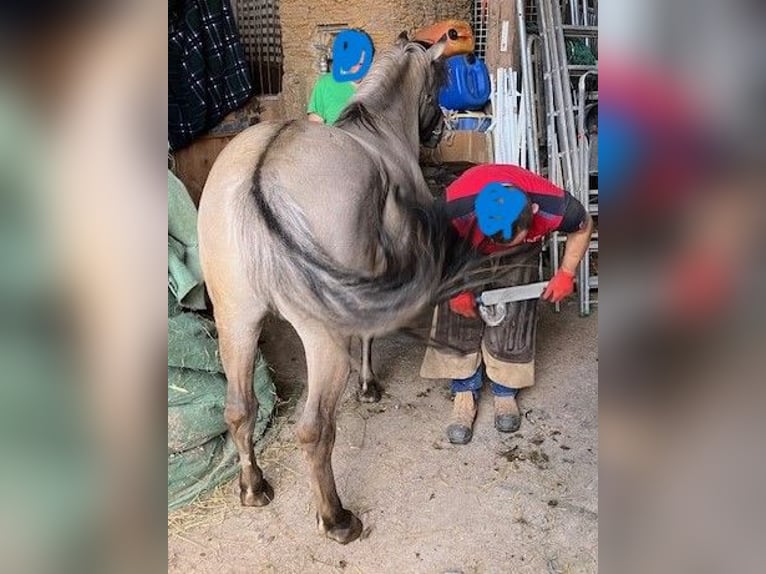 Konik Croisé Étalon 2 Ans 145 cm Grullo in Calden