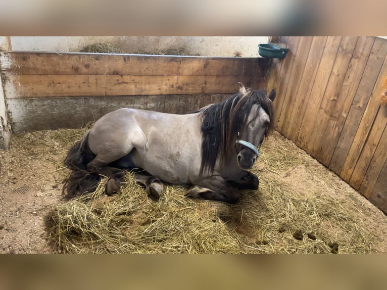 Konik Étalon 6 Ans 135 cm Isabelle in Glödnitz