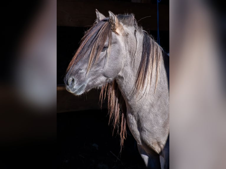 Konik Étalon 6 Ans 135 cm Isabelle in Glödnitz