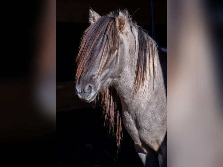 Konik Étalon 7 Ans 135 cm Isabelle in Glödnitz