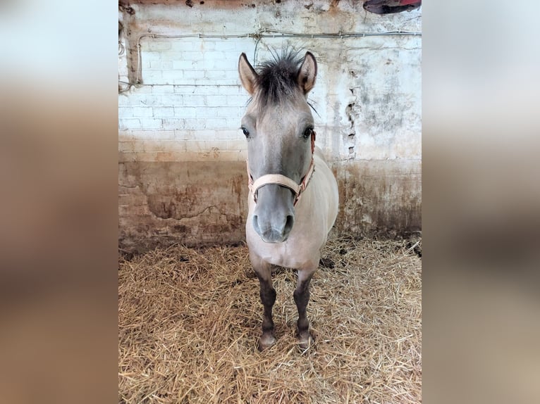 Konik Étalon 7 Ans 140 cm Isabelle in Susteren