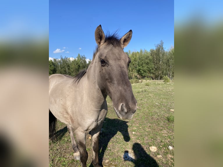 Konik Gelding 10 years 13,1 hh Dun in Pegau