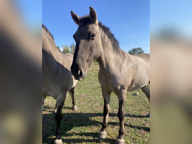 Konik Gelding 10 years 13,1 hh Dun in Pegau