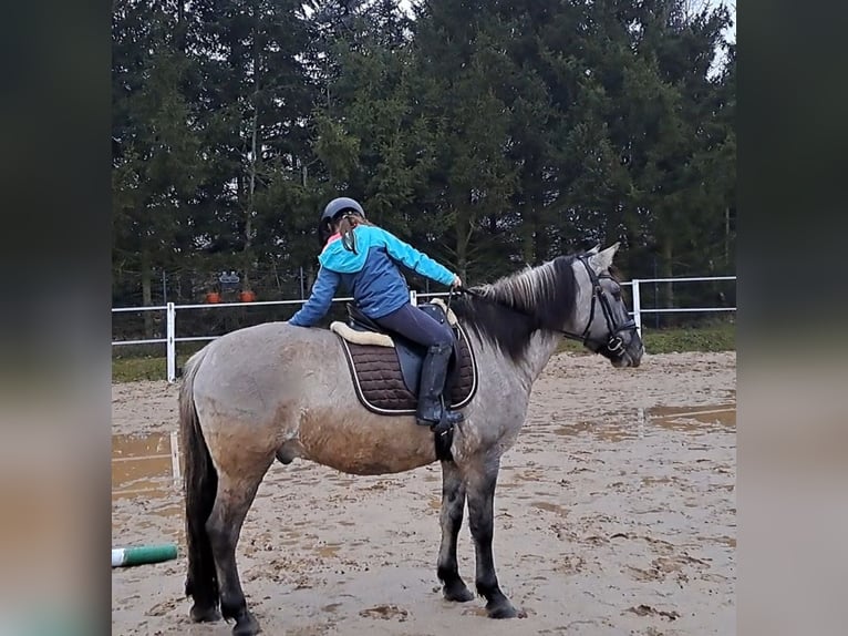 Konik Gelding 10 years 14,3 hh Dun in Forst