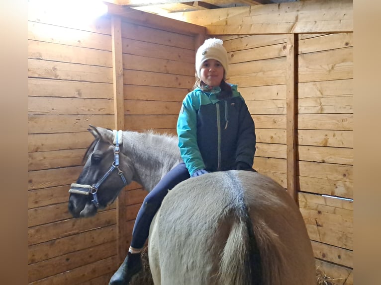 Konik Gelding 10 years 14,3 hh Dun in Forst