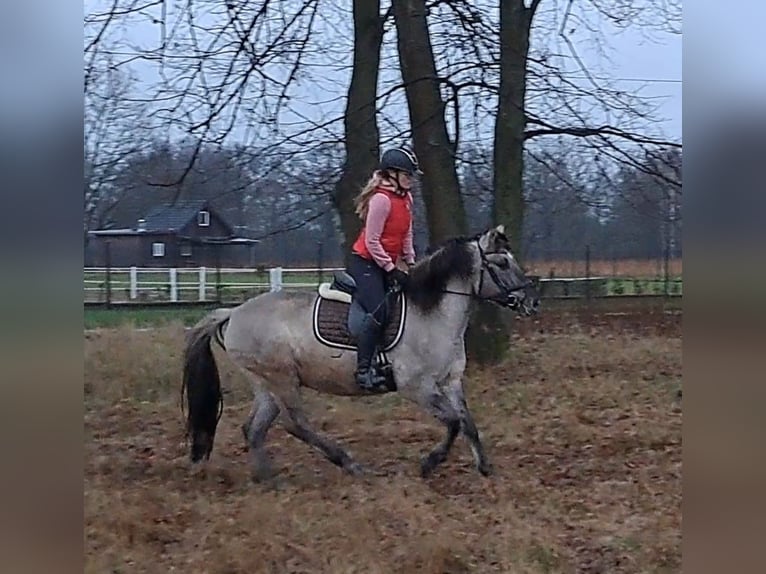 Konik Gelding 10 years 14,3 hh Dun in Forst