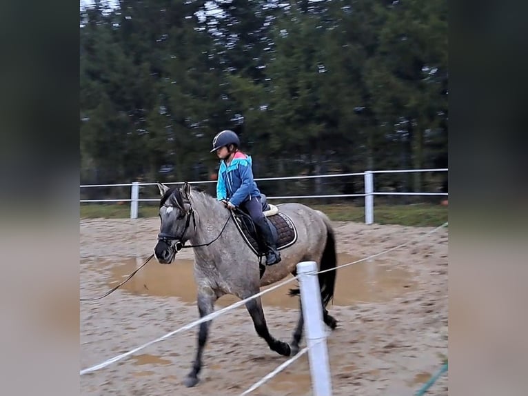 Konik Gelding 10 years 14,3 hh Dun in Forst