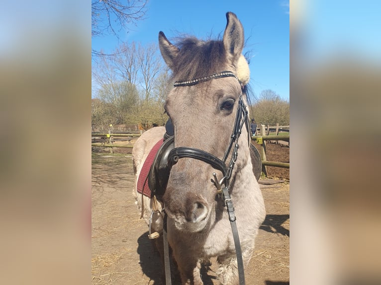 Konik Gelding 10 years 14 hh Roan-Blue in Timmendorfer Strand
