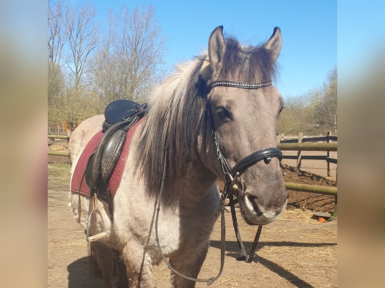 Konik Gelding 10 years 14 hh Roan-Blue in Timmendorfer Strand