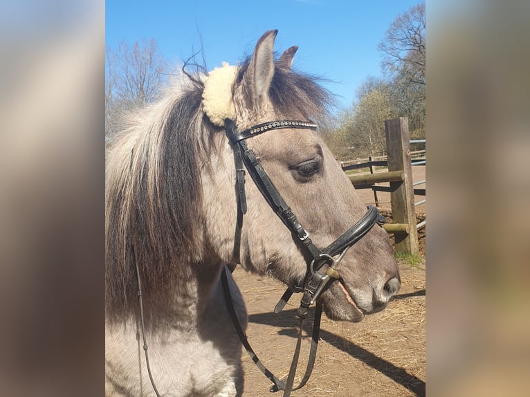 Konik Gelding 10 years 14 hh Roan-Blue in Timmendorfer Strand