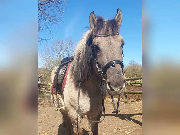 Konik Gelding 10 years 14 hh Roan-Blue in Timmendorfer Strand