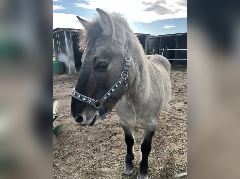 Konik Gelding 11 years 12,2 hh Dun in Bad Abbach