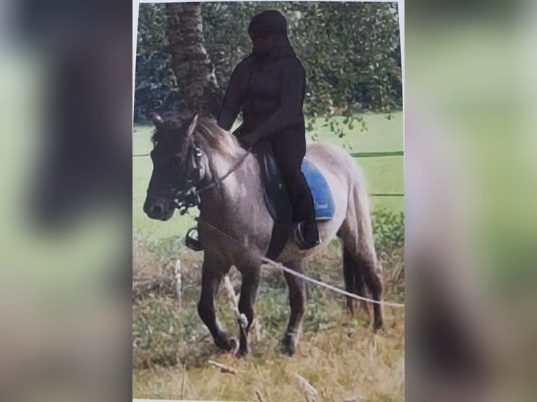 Konik Gelding 12 years 14,1 hh Dun in Königsmoor
