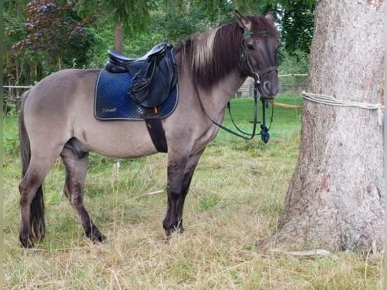 Konik Gelding 12 years 14,1 hh Dun in Königsmoor