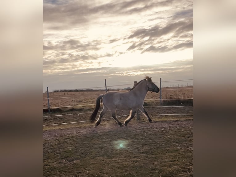 Konik Gelding 13 years 13,1 hh Dun in Wiesenaue