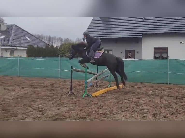 Konik Gelding 14 years 12,2 hh Bay-Dark in Kobyla Góra