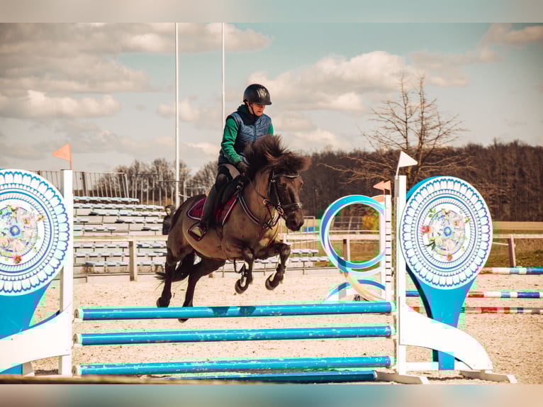 Konik Gelding 14 years 12,2 hh Bay-Dark in Kobyla Góra