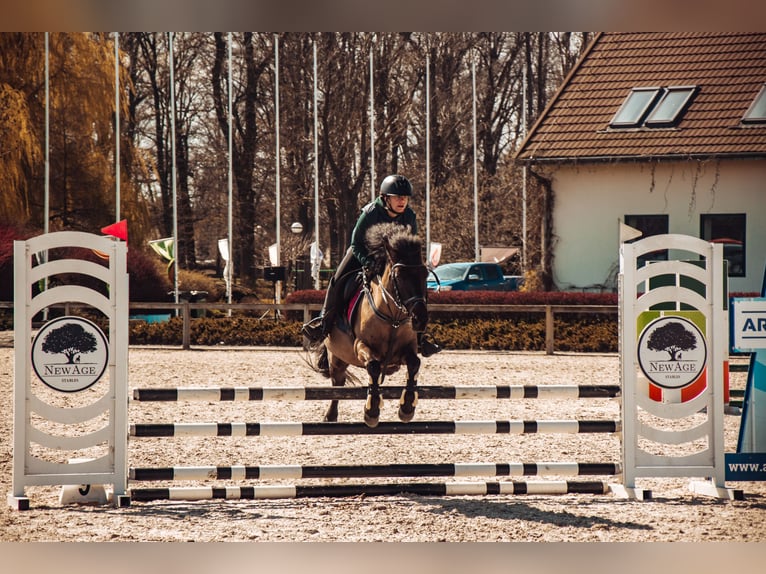 Konik Gelding 14 years 12,2 hh Bay-Dark in Kobyla Góra