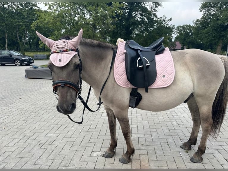 Konik Gelding 15 years 13 hh Dun in Wiesede