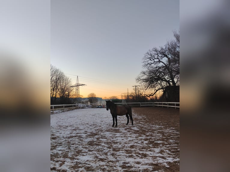 Konik Mix Gelding 16 years 14,3 hh Roan-Blue in Gauting