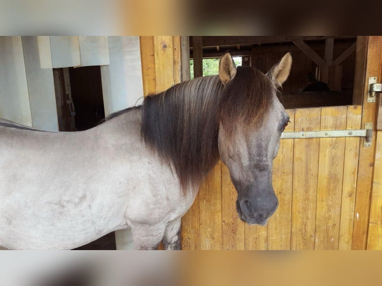 Konik Gelding 27 years 13.2 hh Grey in IllmenseeIllmensee