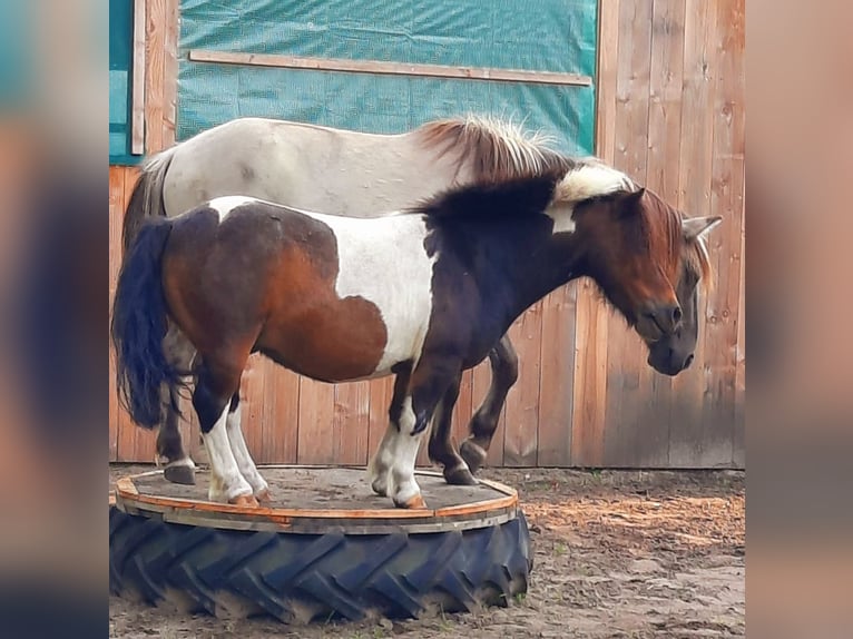 Konik Mix Gelding 2 years 11,2 hh in Rendsburg