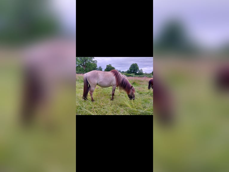 Konik Mix Gelding 2 years 11,2 hh in Rendsburg