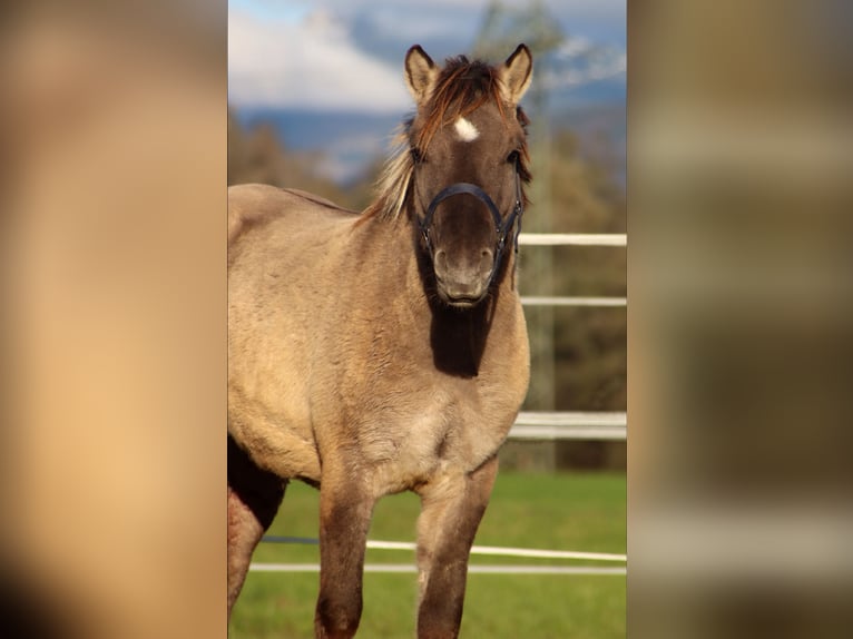 Konik Gelding 2 years 12,1 hh Grullo in Kirchbichl