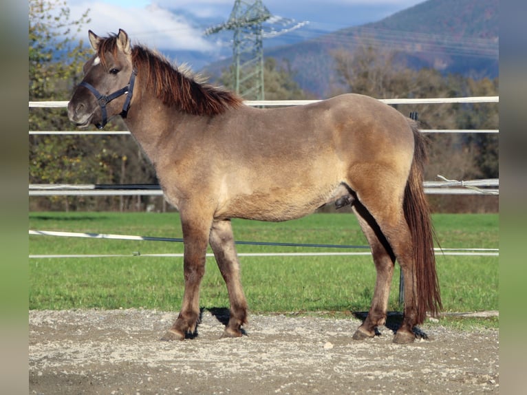 Konik Gelding 2 years 12,1 hh Grullo in Kirchbichl
