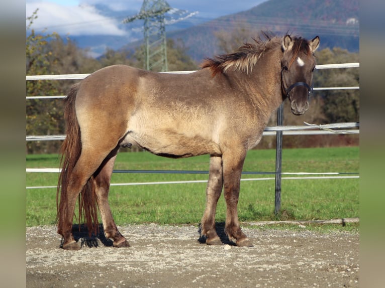 Konik Gelding 2 years 12,1 hh Grullo in Kirchbichl Konik Gelding 2 years 12,1 hh Grullo in Kirchbichl