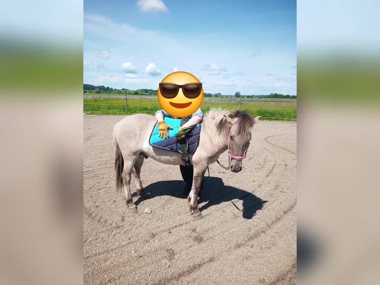 Konik Gelding 2 years 13,1 hh in Bad Saulgau