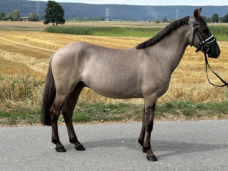 Konik Gelding 3 years 13,1 hh Dun in Riedlingen