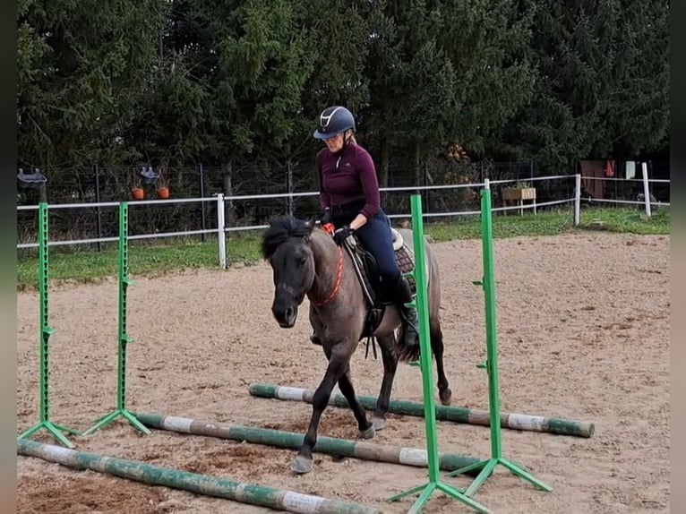 Konik Gelding 3 years 13,3 hh Dun in FORST