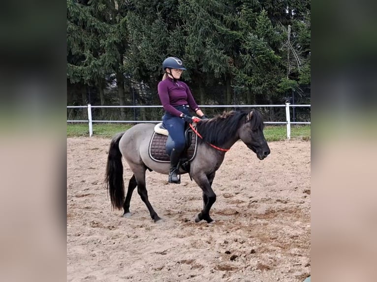 Konik Gelding 3 years 13,3 hh Dun in FORST