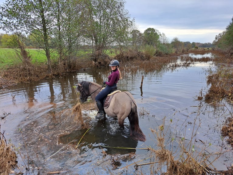 Konik Gelding 3 years 13,3 hh Dun in FORST