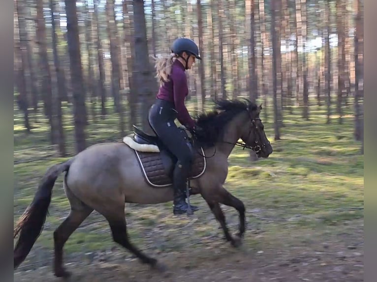 Konik Gelding 3 years 13,3 hh Dun in FORST