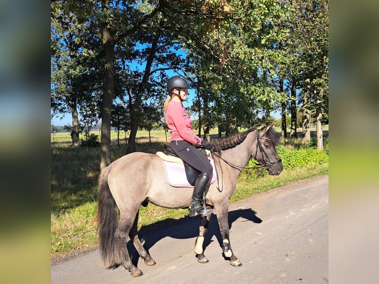 Konik Gelding 3 years 13,3 hh Dun in FORST