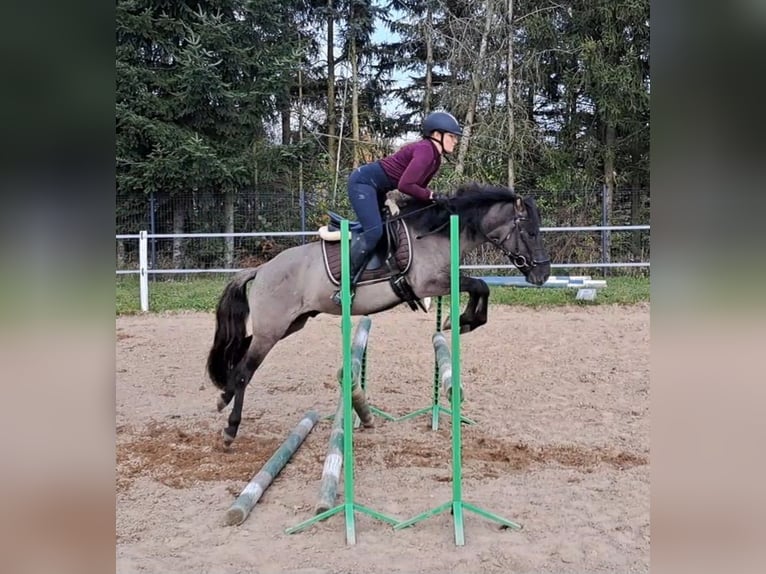 Konik Gelding 3 years 13,3 hh Dun in FORST