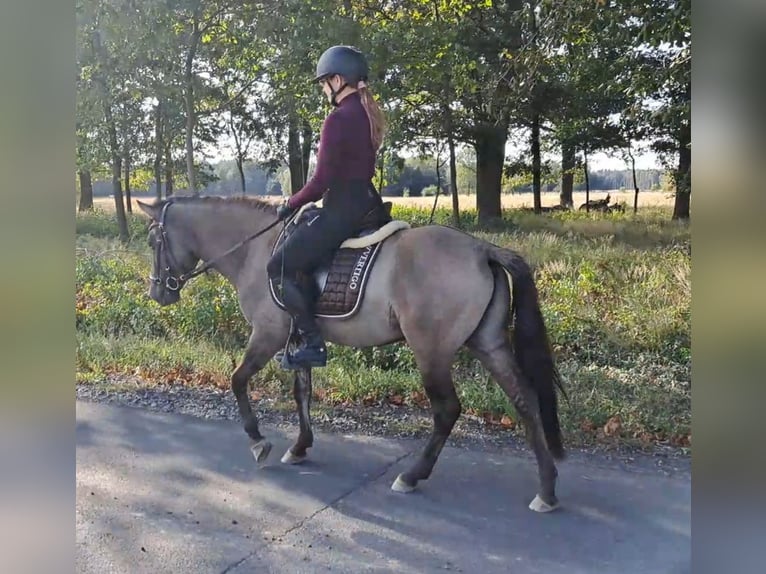 Konik Gelding 3 years 13,3 hh Dun in FORST