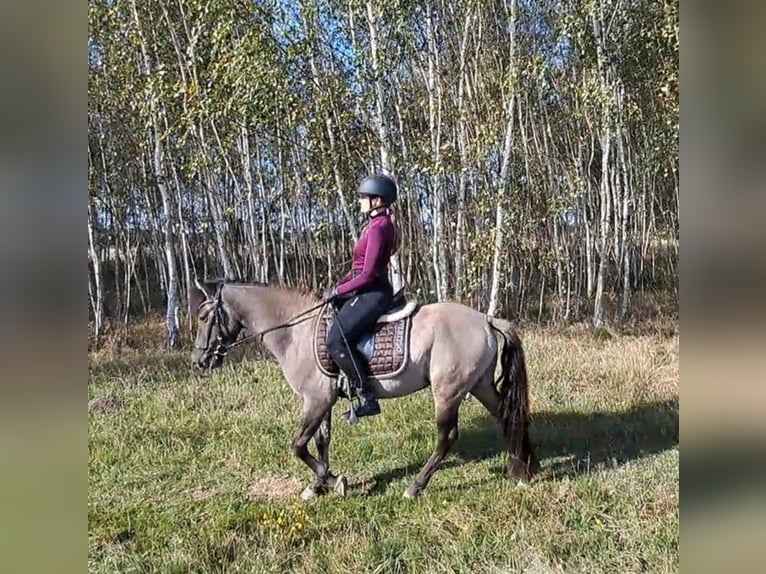 Konik Gelding 3 years 13,3 hh Dun in FORST