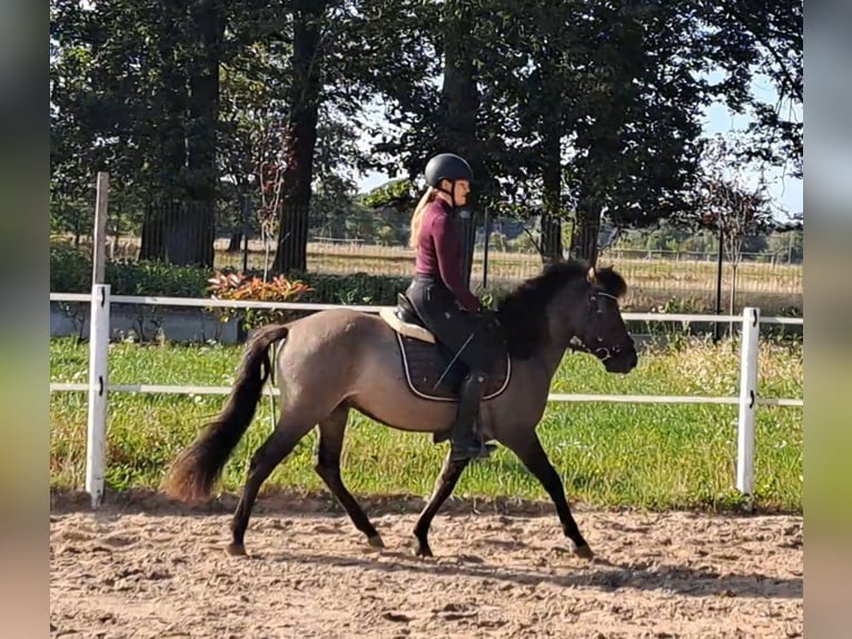 Konik Gelding 3 years 13,3 hh Dun in FORST